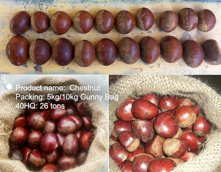 Свежий Шаньдун каштан