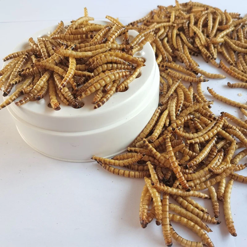 Feed Your Pets the Best. Great for Lizards, Turtles, Snakes & Other Reptiles. Nutritious & Sustainable. Dried Barley Worms