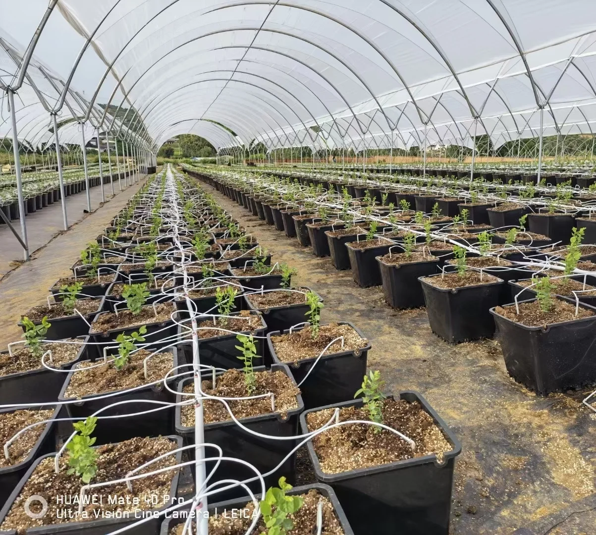 Micro PE pipe 3/5mm blackinside and white surface tube four branches arrow dripper for garden automatic irrigation system