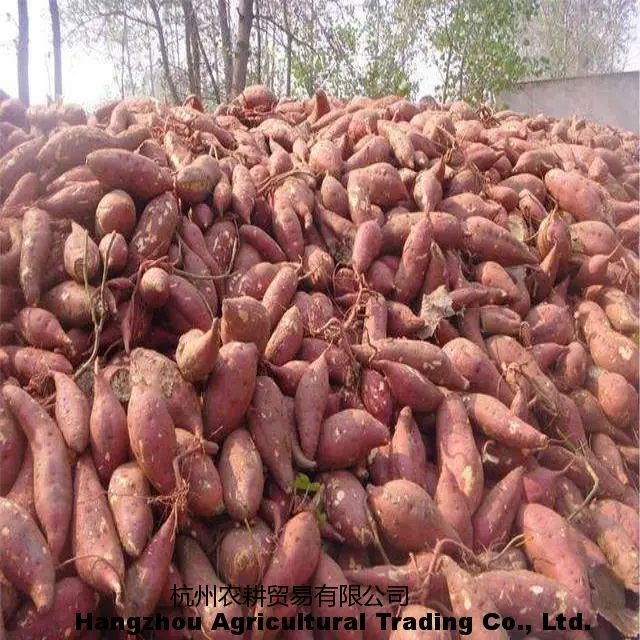 Best prices seasonal fresh farmhouse high-quality sweet potatoes, one ton of fresh sweet sweet potatoes