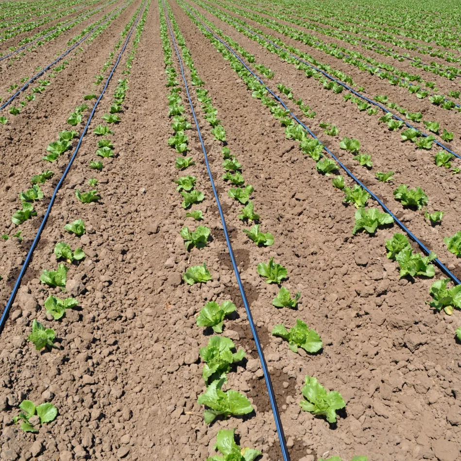 Plastic Underground Irrigation System Gravity Irrigation Drip Tape Drip Line