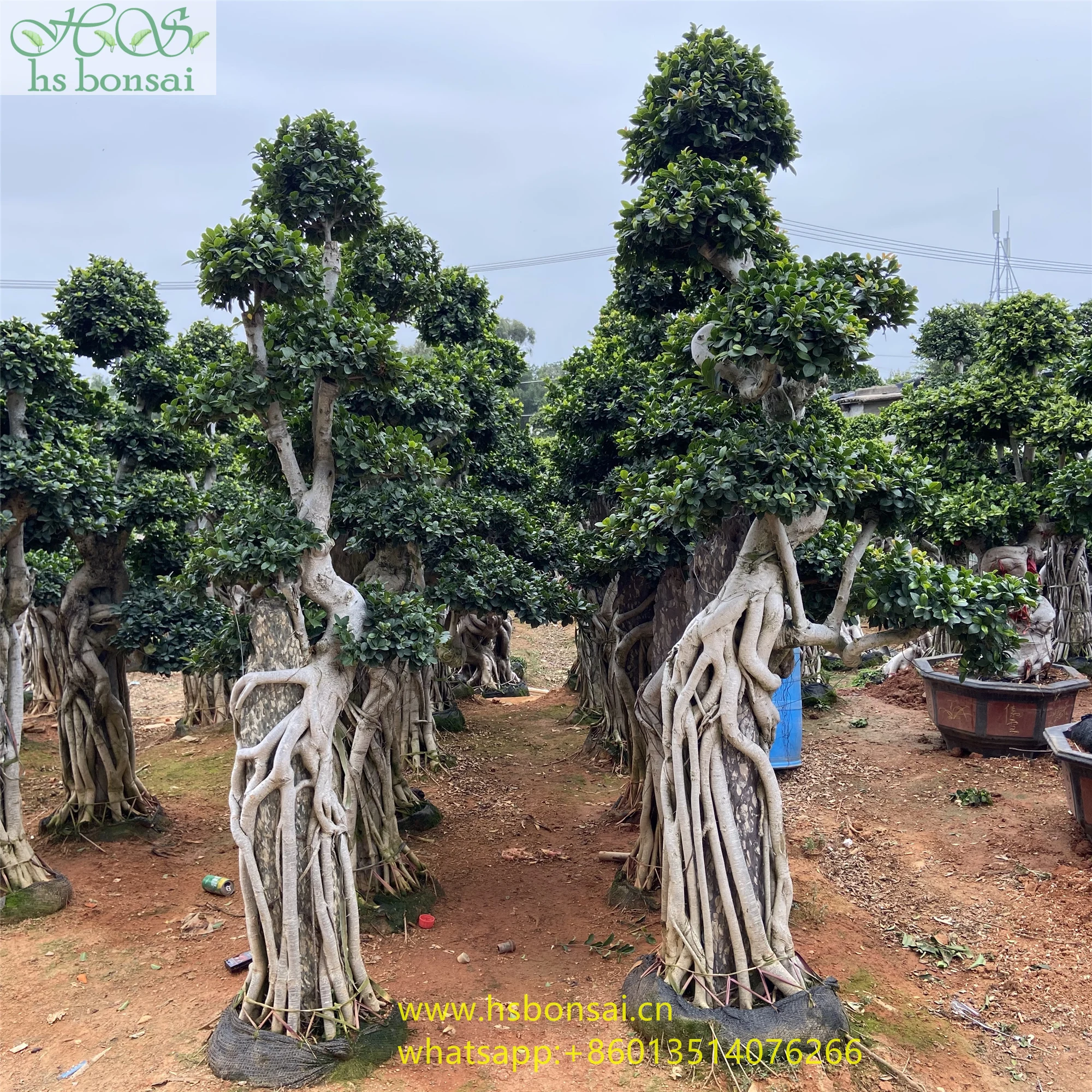 
hot sale top quality plant pot green foliage decorative green plants ficus microcarpa bonsai with stone 