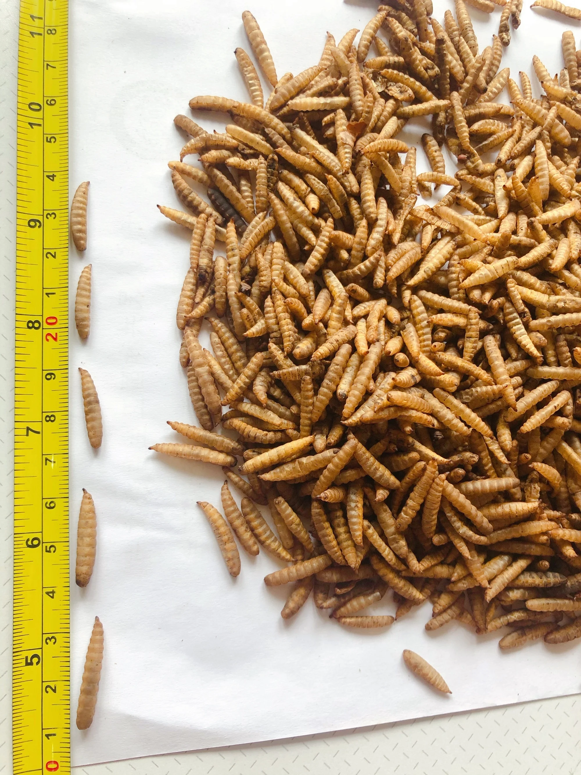 black soldier fly larvae,black soldier fly meal,black soldier fly dried