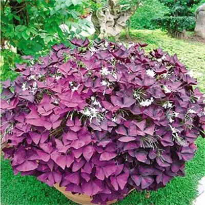 Многолетние ворсовые травы, клевер удачи, семена красного дерева