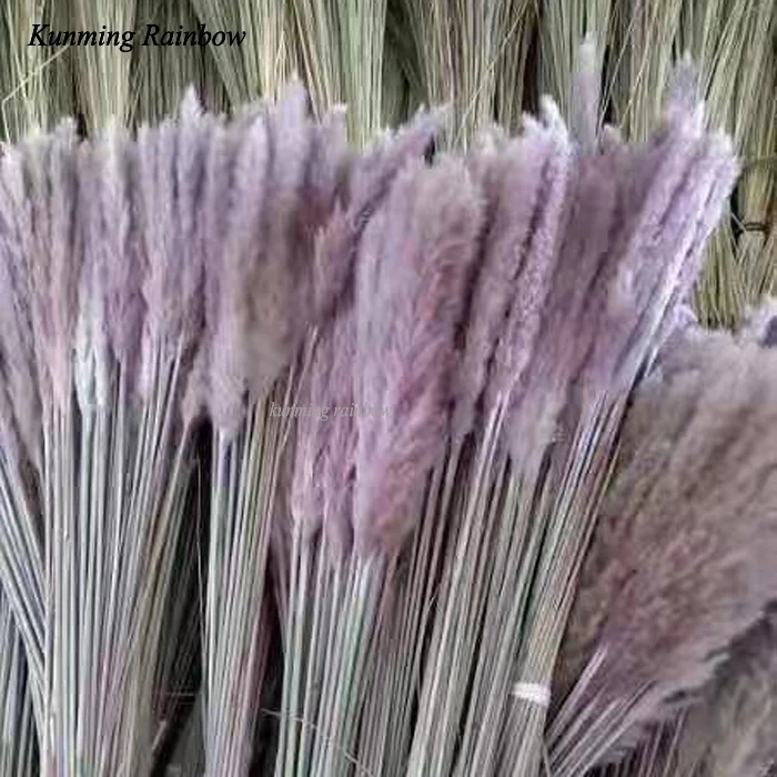 Wholesale Dry Flowers Wedding Dried Decorative Flower Best Natural Real Dried Pampas Grass for art  table flowers