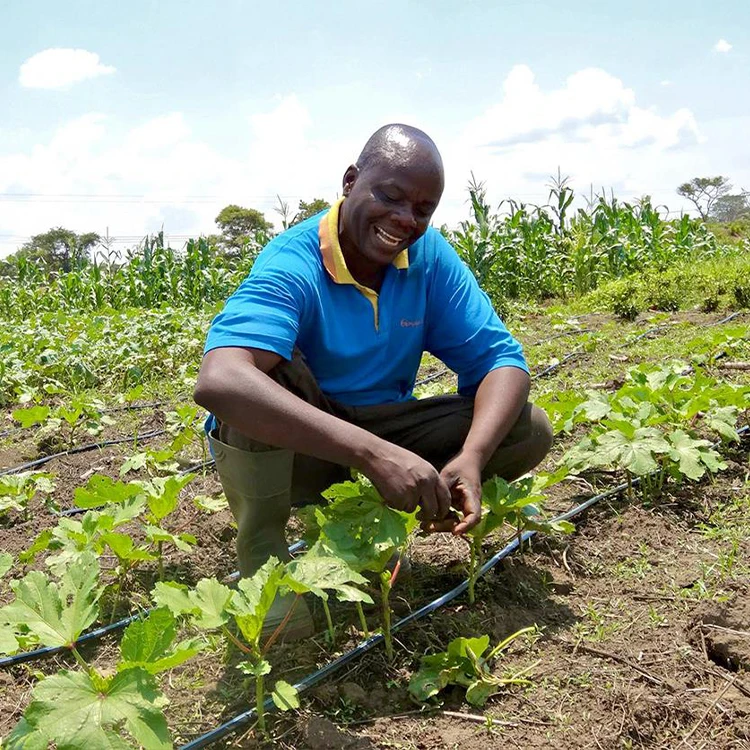 china manufacturer pressure compensate 20cm 16mm drip line onions irrigation system belt drip tape for agricultural