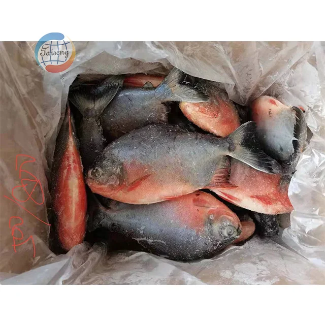 Frozen Fish Suppliers Fresh Frozen High Quality Good Wholesale Price Red Pomfret IQF Red Pacu Fish on Sale