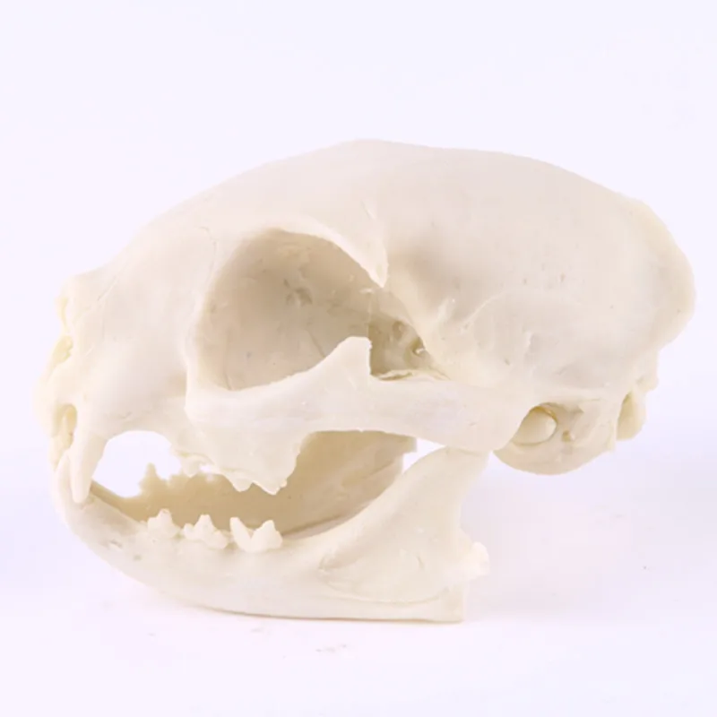 Hot selling Resin cat head skull creative animal skull for home decoration