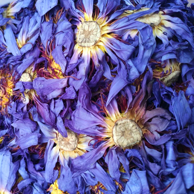 Direct sales at the price of origin Blooming Tea Blue Lotus Vacuum Pack Dried Blue Lotus flower tea