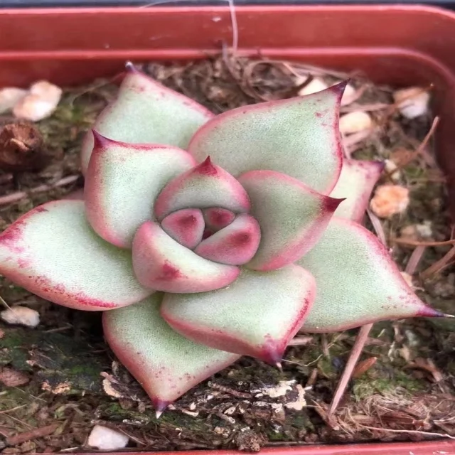 JH038	Echeveria Agavoides  6.5CMLive plant Korean Succulents Indoor Decorative gardening Floral bonsai indoor plant Woody Plant