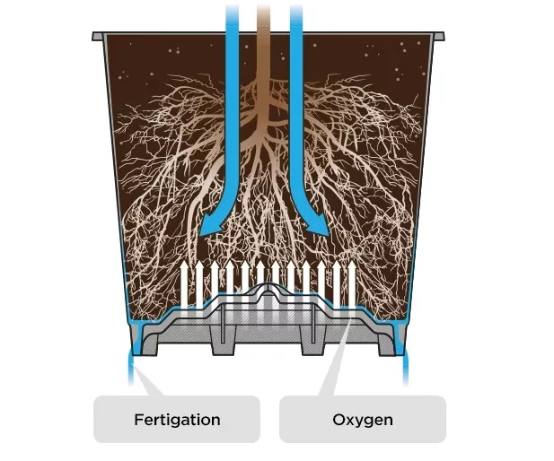 BOYUN-Substrate culture planting pot are used for blueberry cultivation