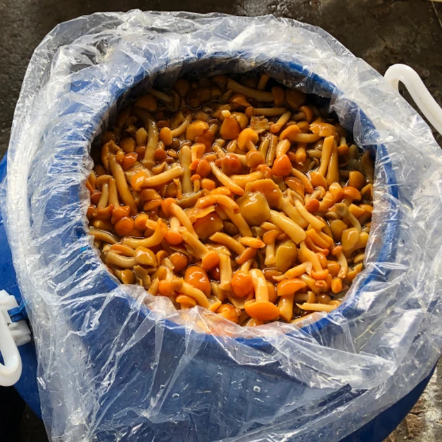  Варенный гриб nameko в рассоле барабанах