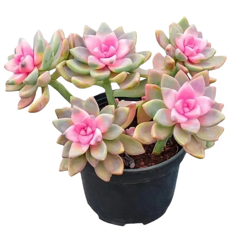 New Echeveria Plants Succulent Plants Live With Incredible Color Lifelike Artificial Small Plant