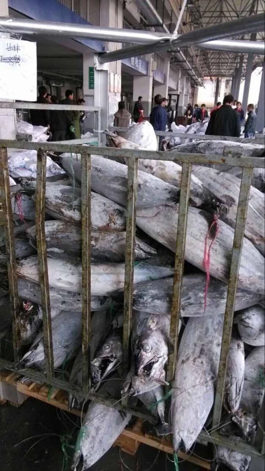 Best price Seafood Frozen Whole Round Bonito Tuna Fish Skipjack