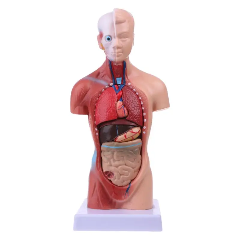Human Torso Anatomy Model 15 Parts 11 Inch w/Brian Skull Head Heart and Removable Organs Display Base & Manual Included