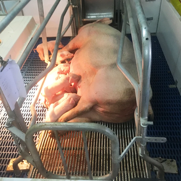 hot sale quality disassemble pig farrowing crates