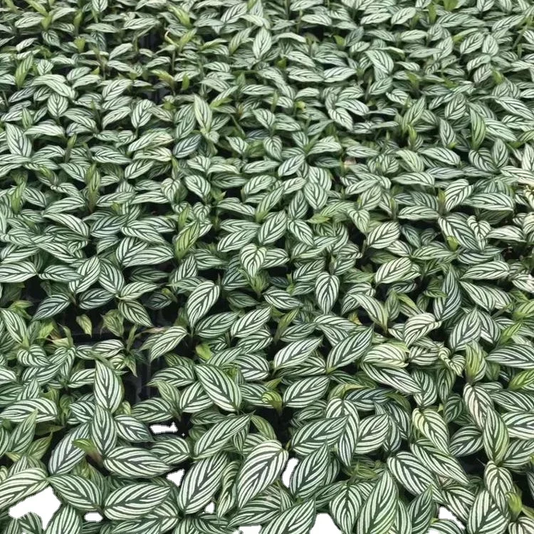 Растение рассады ткани культуры саженцы зеленый arrowroot