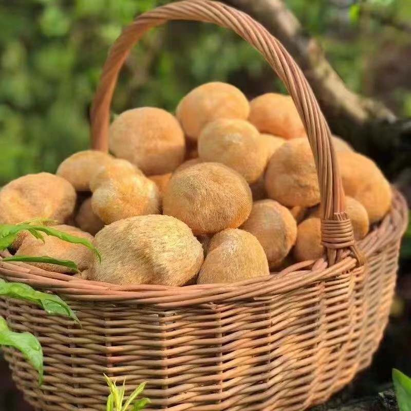 Pure natural artificially cultivated raw Hericium fungus erinaceus mushroom whole dried lion mane mushroom