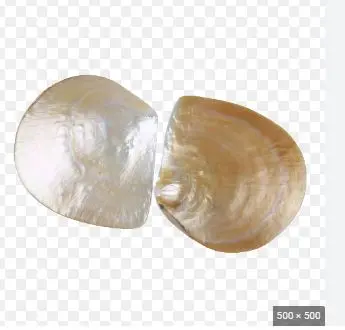 2023 Hot Export Seashell Animal Feed for Fish and Pigs Competitive Price with High Standard Good Choice