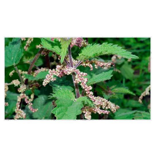 
Порошок экстракта диосы 