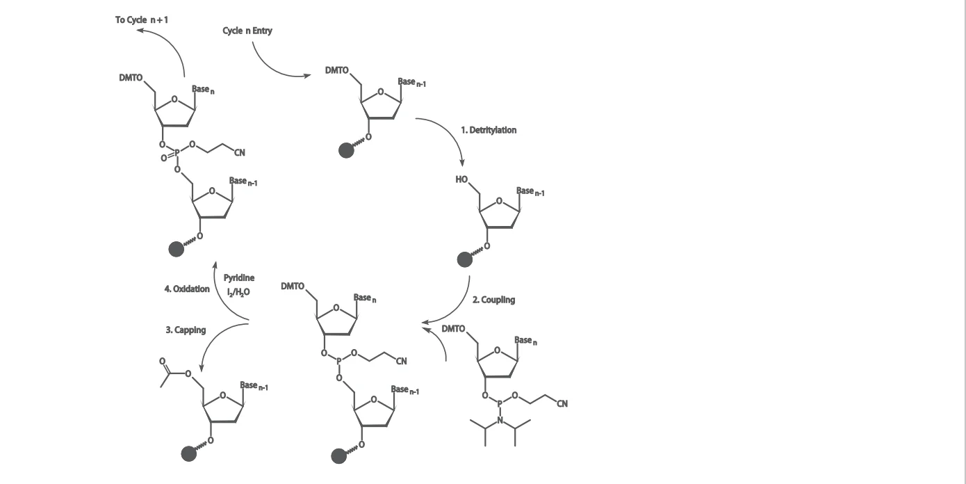 Oligo synthesis 1