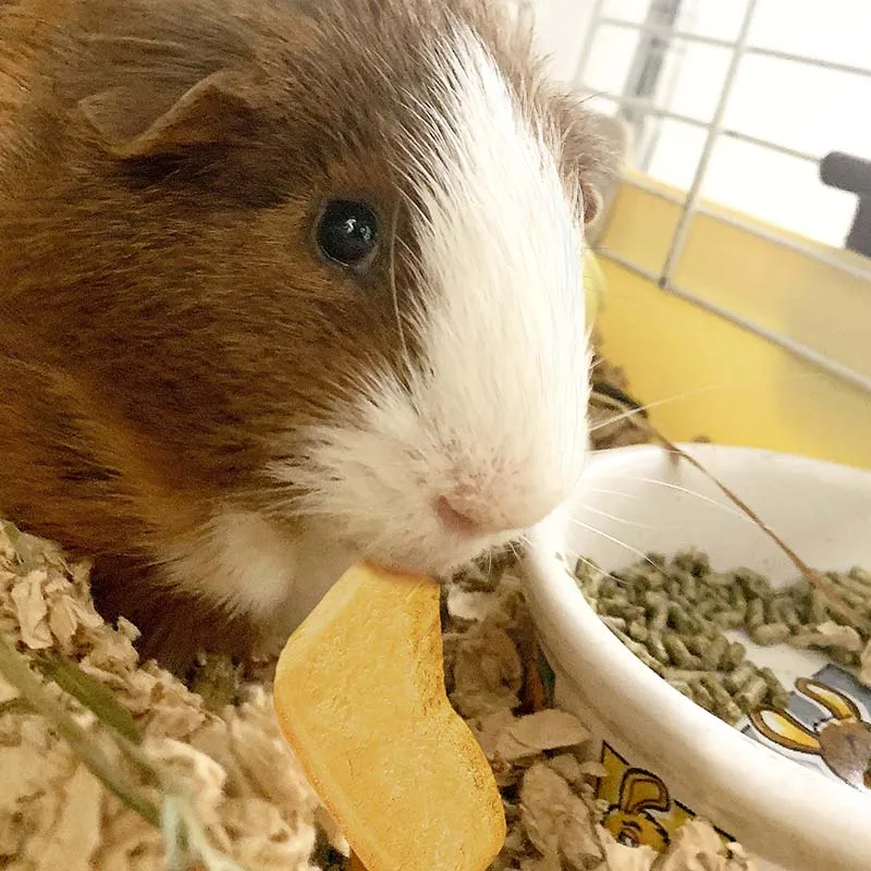 
Small Pets Treats Crunchy Veggie-Pumpkin 15g Hamster Feeding Treats For Hamsters 