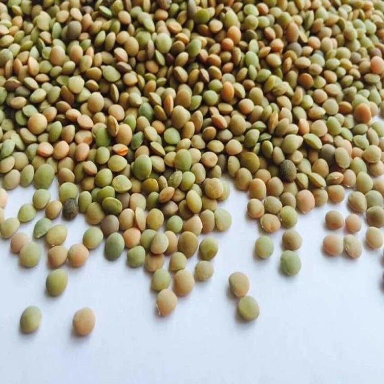 Top quality of new crop2021 Chinese Lentils