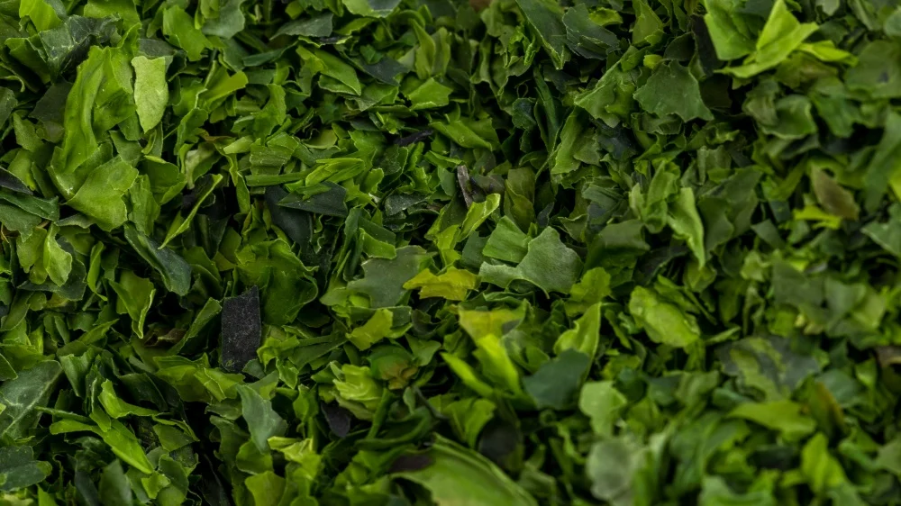 Оптовая продажа китайские сушеные зеленые овощи высокого качества