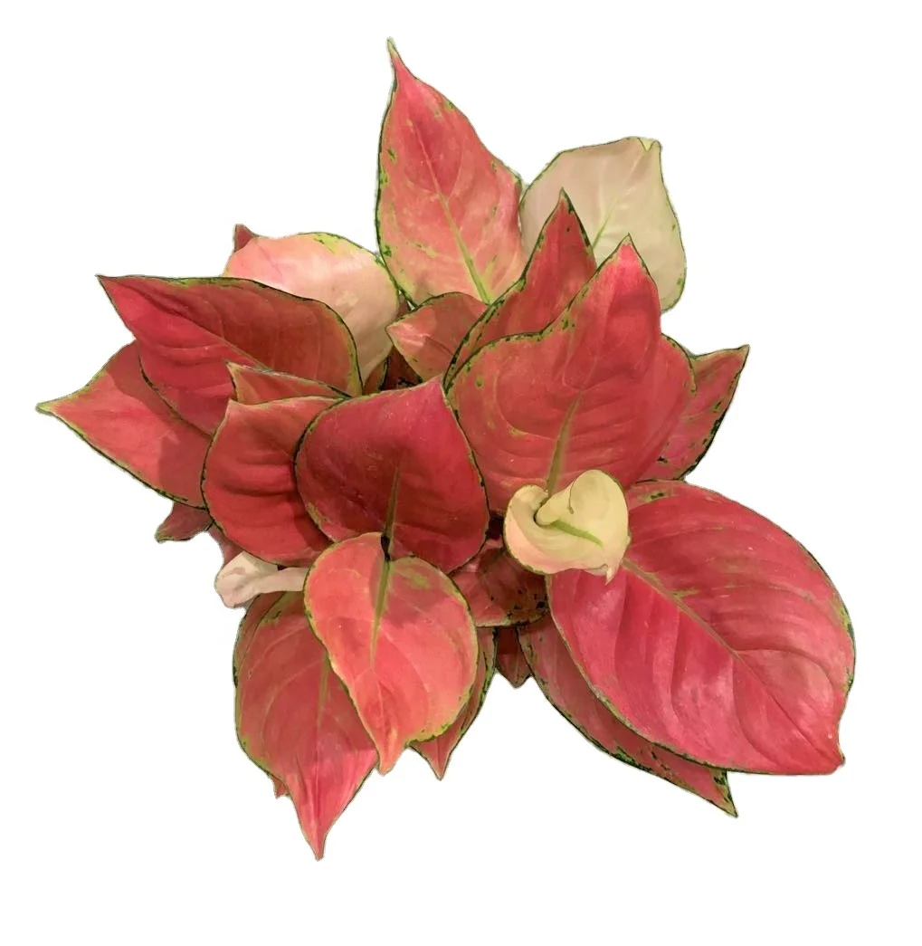 
wholesale popular beautiful red Valentine Aglaonema ornamental live real plant bonsai for decorative 