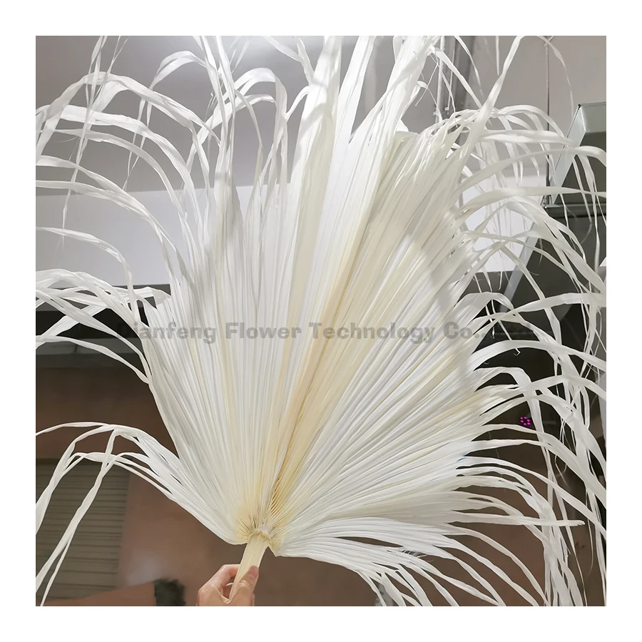 new design wholesale  palm trees leaves decorative dried palm leaves