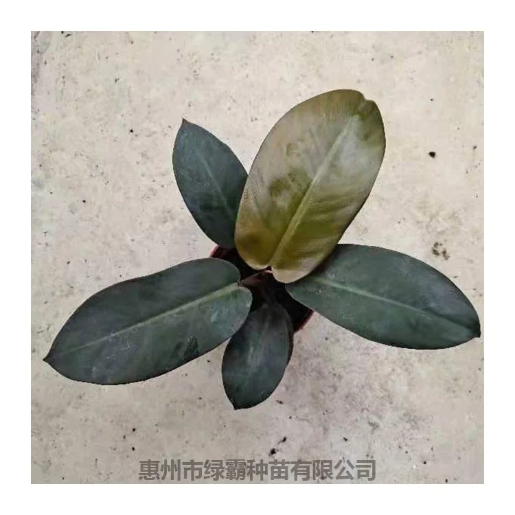 Новое поступление, многоцветное красное растение aglonema, бонсай