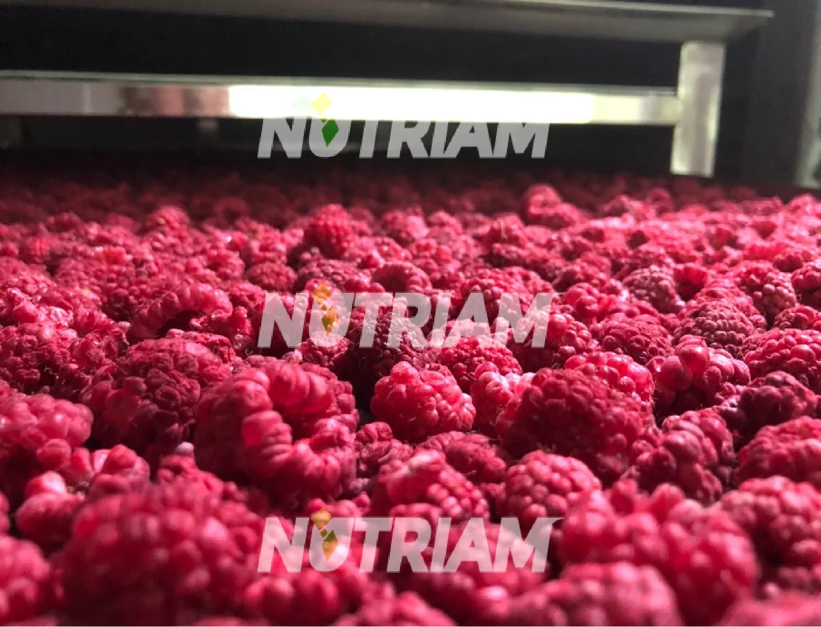 Feeze-dried High Grade Bulk Low Moq Non Dairy Pieces Pack Wholesale Freeze Dried Fruits Whole Raspberry