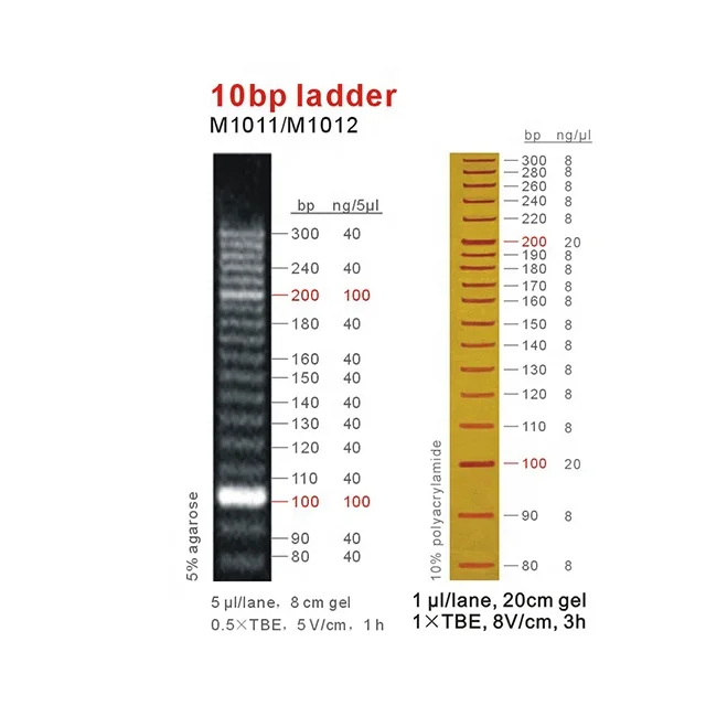 10bp DNA Ladder, Marker, OEM