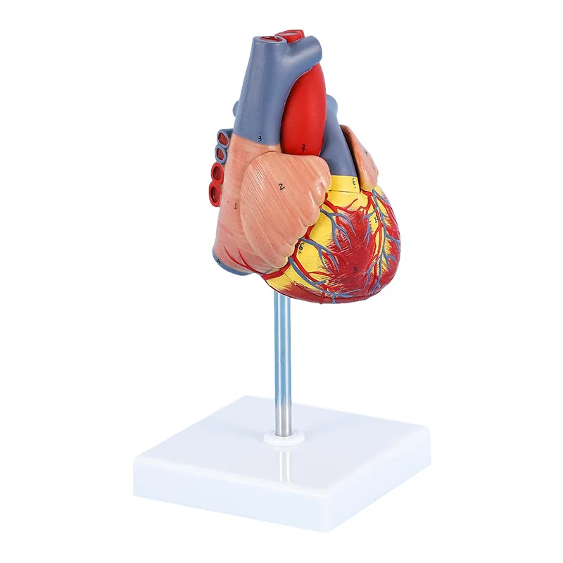 Life Size Human Heart Model Human Heart Model For Medical