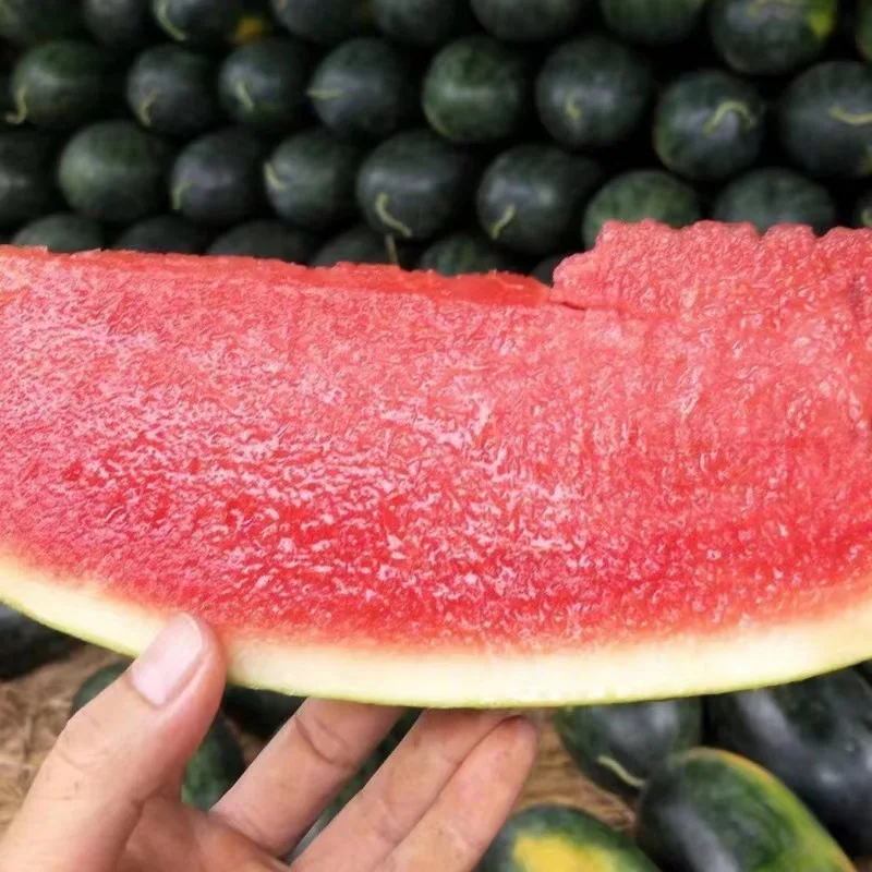 Premium Fresh Watermelon Juicy, crispy and sweet organic fresh watermelon