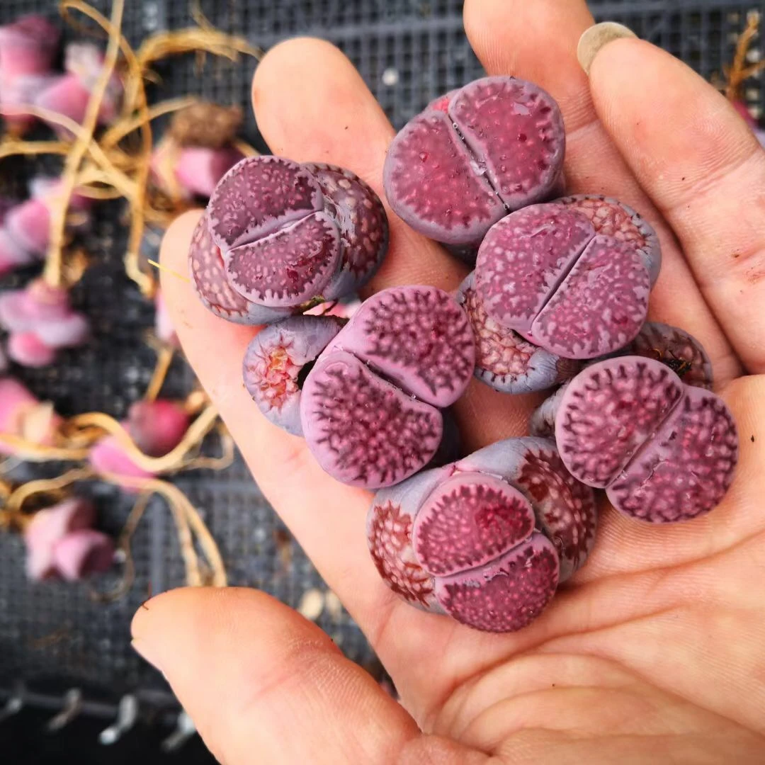 live cactus succulents lithops variegate purple color living stone lithops for sale
