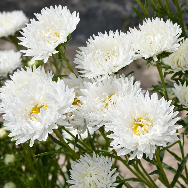 Retail bulk quality Aster seeds Callistephus chinensis flowers Seeds For planting