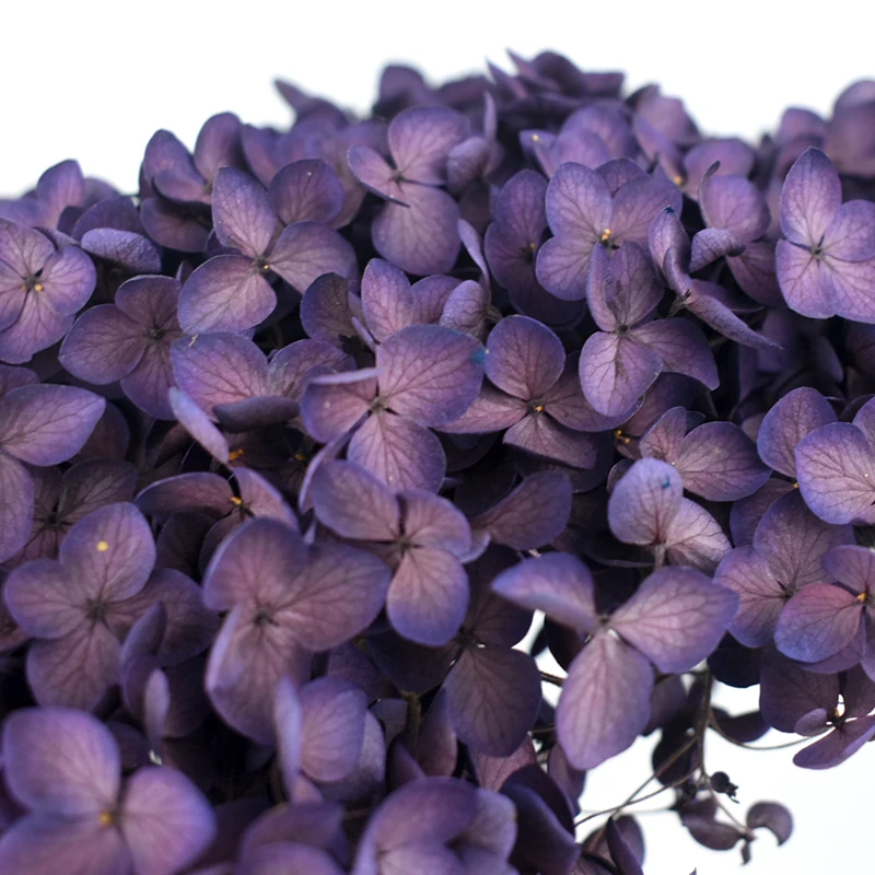 Anna Hydrangeas Wedding Floral Home Decor Large Size Preserved Flowers Real Touch Autumn Colors Eternal Hortensia Hydrangea