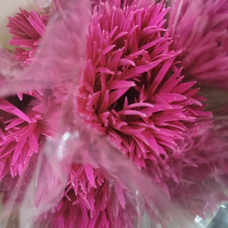 
real fresh flower high quality fresh cutting flowers Brushed African chrysanthemum 