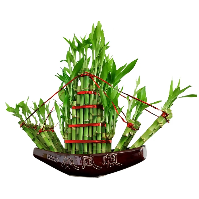 
Cheap wholesale ornamental green foliage plant Straight lucky bamboo 10cm-110cm Dracaena sanderiana 