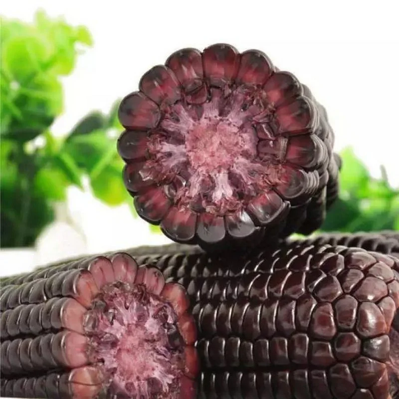 High quality sweet corn of purple corn