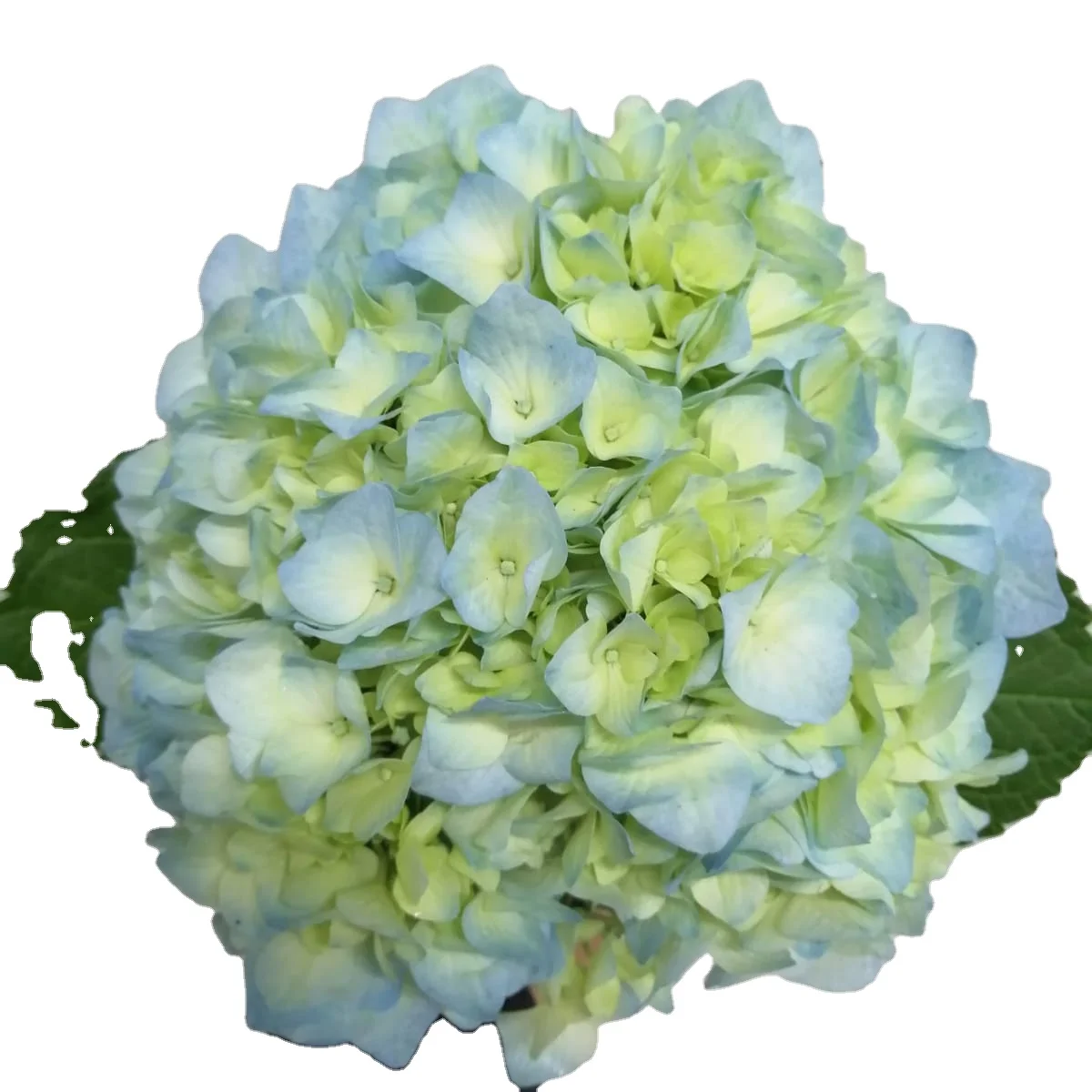 decorative flowers Real fresh cut Hydrangea premium quality JUMBO size (23/25) cm acqua light Blu colour fresh flowers