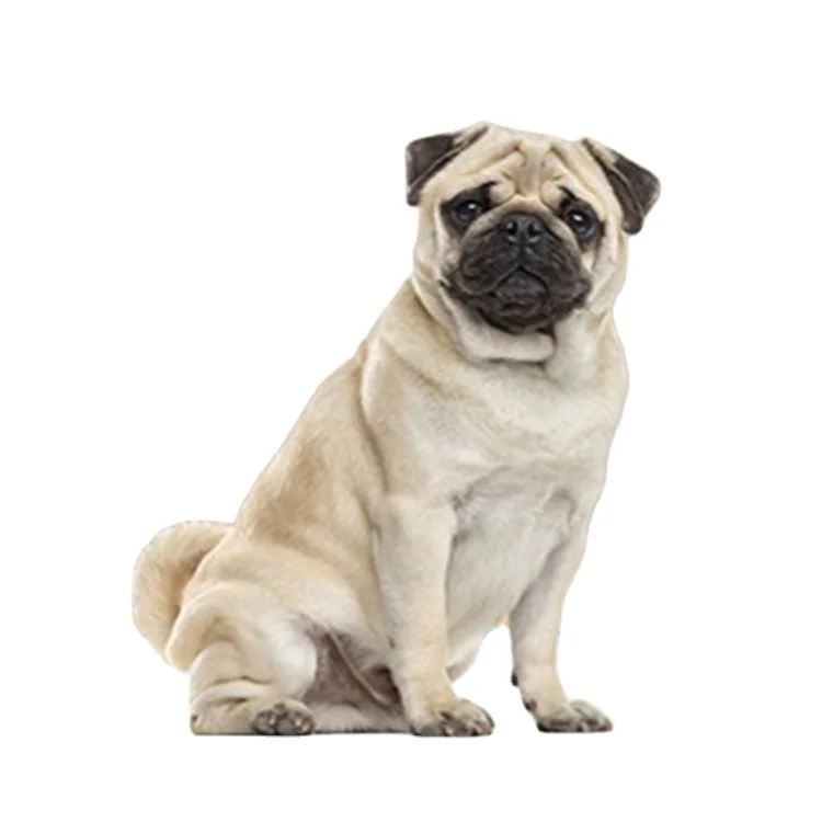 Sample Free Cheap Custom Brand Simple Disposable Male Dog Physiological Pants Pet Diapers outdoor travelling in the car