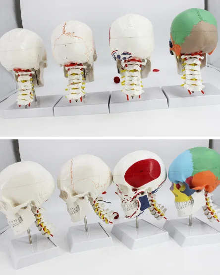 adult 1:1Medical simulation pure white Human skull model Skull anatomy Skeleton specimen with brain and spine