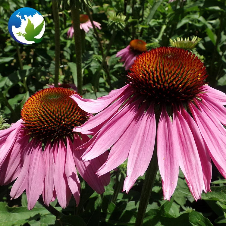 
Purple Echinacea Coneflower Ornamental Flower Seeds Echinacea Purpurea Flower Bulbs Plant Seeds 