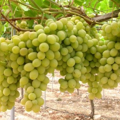Quality Fresh Grapes available from Thailand