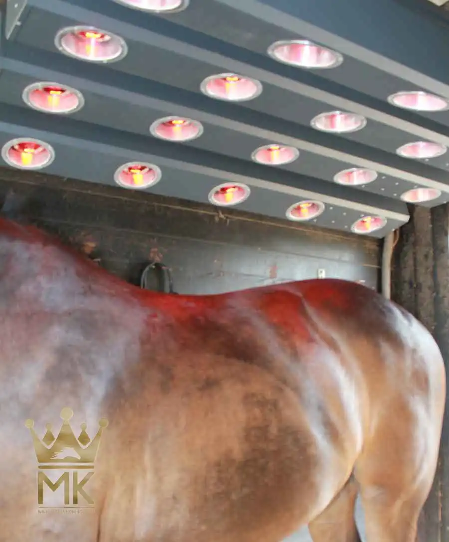 MK Solarium for horses, rehabilitation