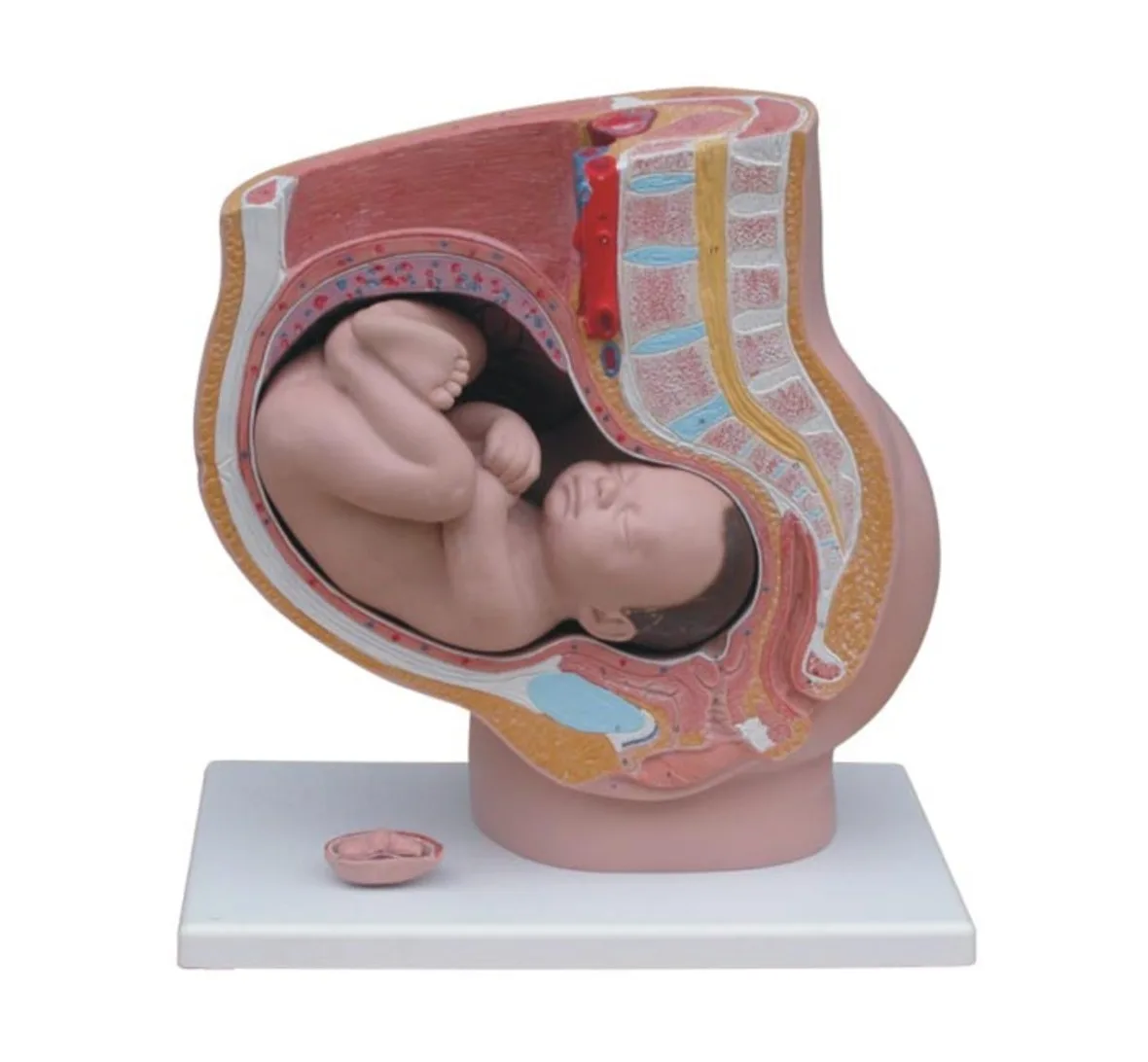 Pelvis Model with Fetus, Sagittal Anatomy of Female Pelvis