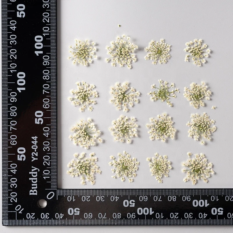 hotsale nail art dry flower dried Ammi Visnaga Lace Petal  real natural pressed Lace flower for resin and mobile phone case