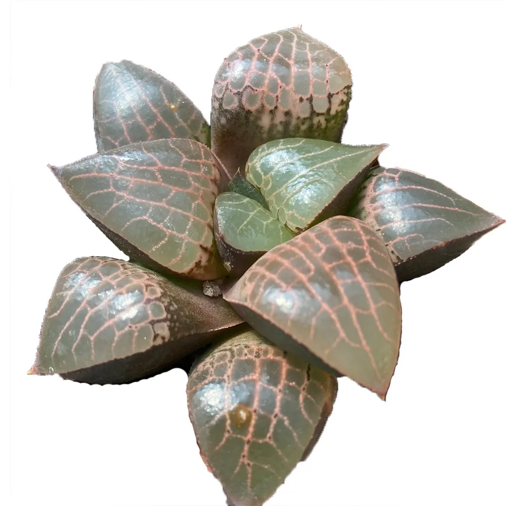 Прямая продажа, About7cm красные живые растения, суккуленты, живые растения оптом для комнатных и уличных бонсай растений